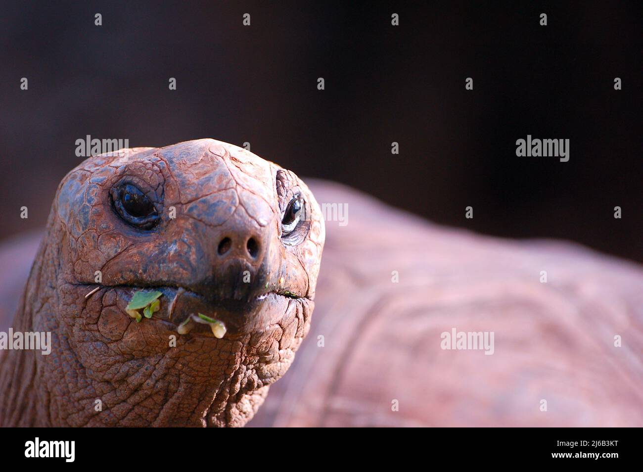 turtle eating green leaves in mauritius island Stock Photo