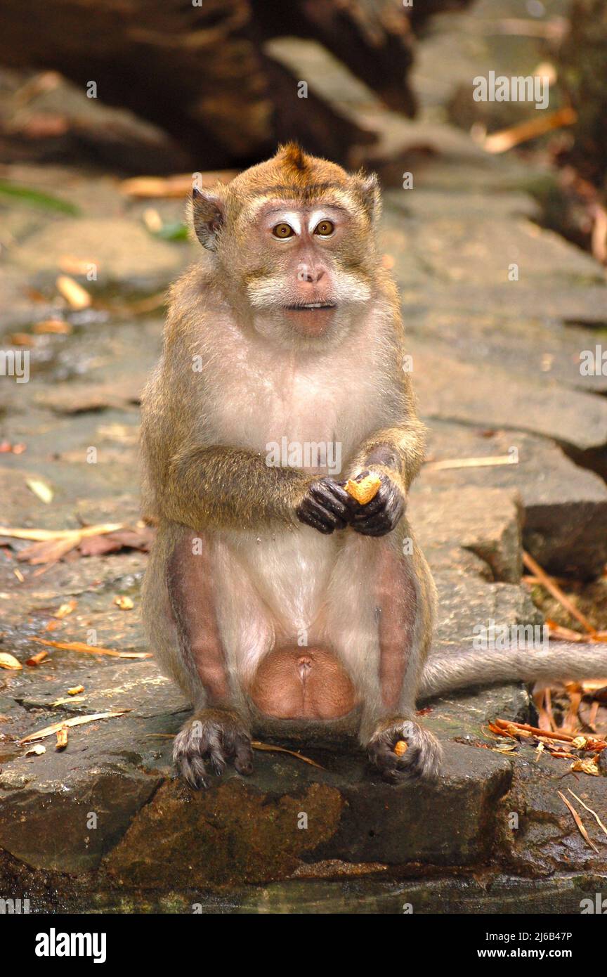 Monkey balls hi-res stock photography and images - Alamy Monkey balls hi-res stock photography and images - Alamy