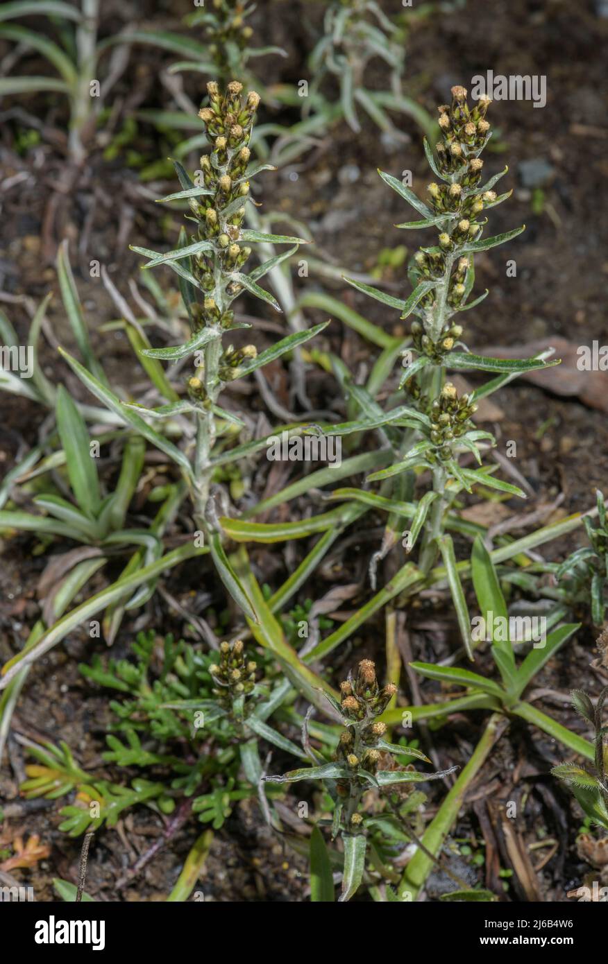 Highland cudweed, Omalotheca norvegica, in flower in the mountains. Stock Photo