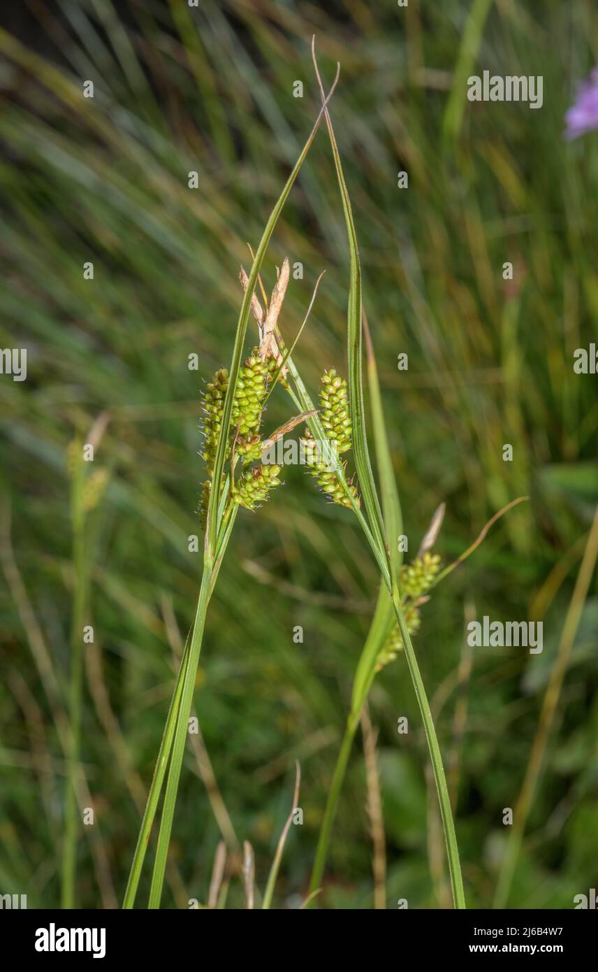 Pale Sedge, Carex pallescens in flower and fruit in montane grassland. Stock Photo