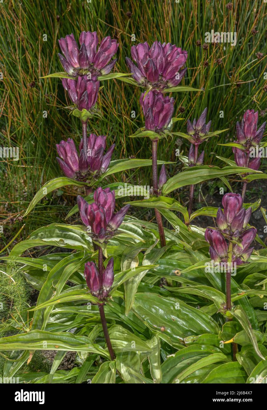 Hungarian gentian, Gentiana pannonica, in flower in the Swiss Alps. Stock Photo