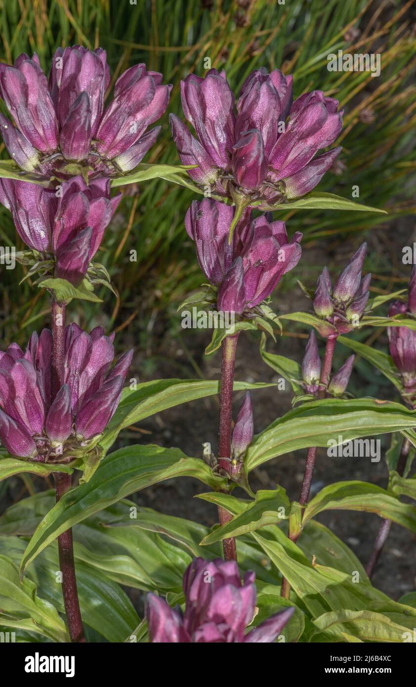 Hungarian gentian, Gentiana pannonica, in flower in the Swiss Alps. Stock Photo