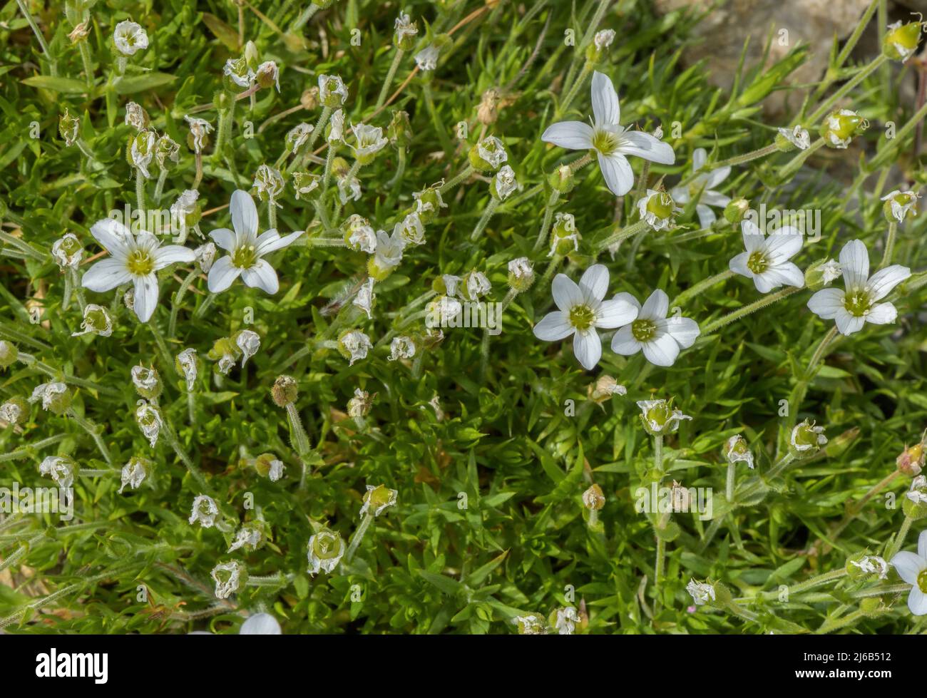 Mountain sandwort, Arenaria grandiflora in flower in the Alps. Stock Photo