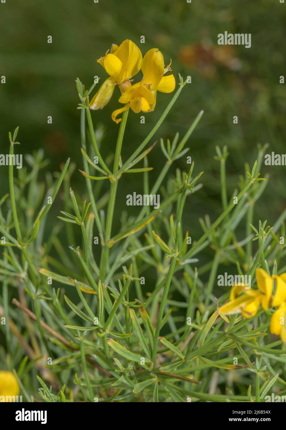 Southern greenweed, Genista radiata, in flower in the Alps. Stock Photo