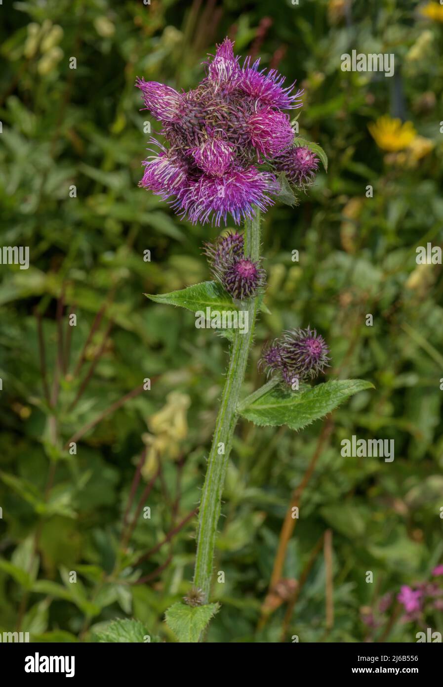 Great Marsh Thistle, Carduus personata, in flower in the Alps. Stock Photo