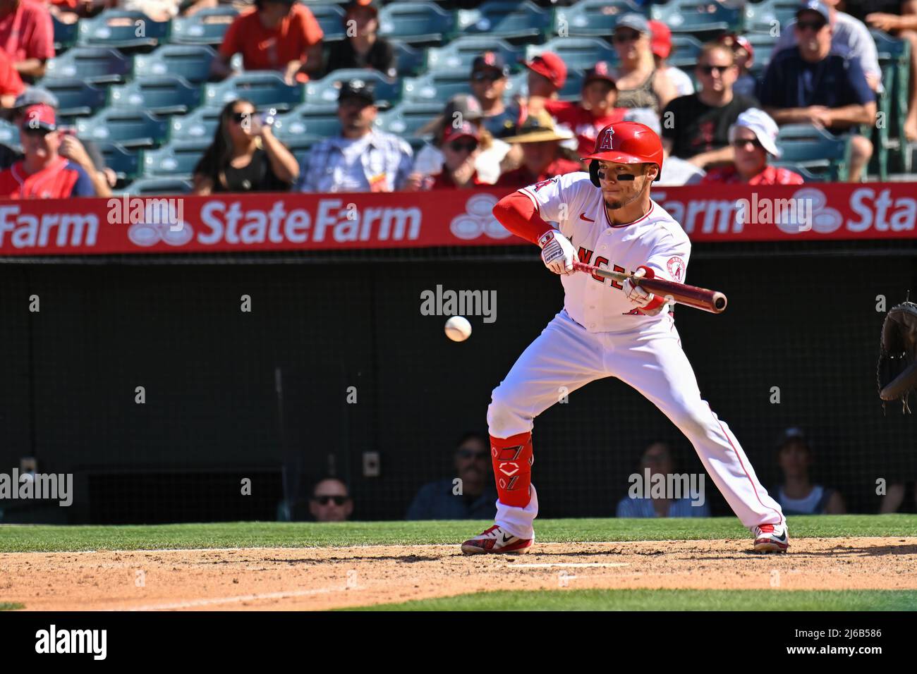 April 24, 2022 Los Angeles Angels shortstop Andrew Velazquez (4