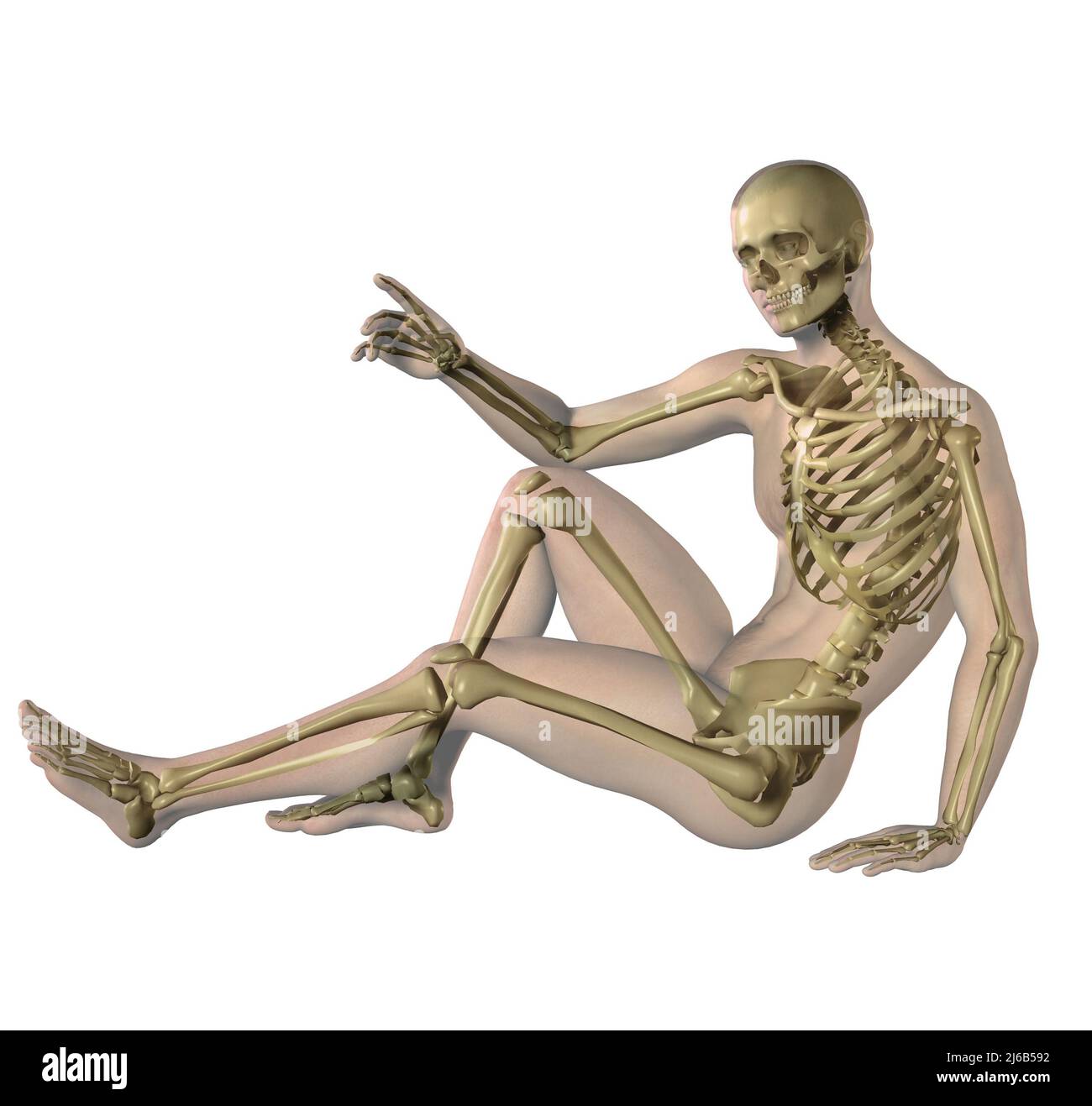 male body with skeleton in transparence, 3d illustration Stock Photo
