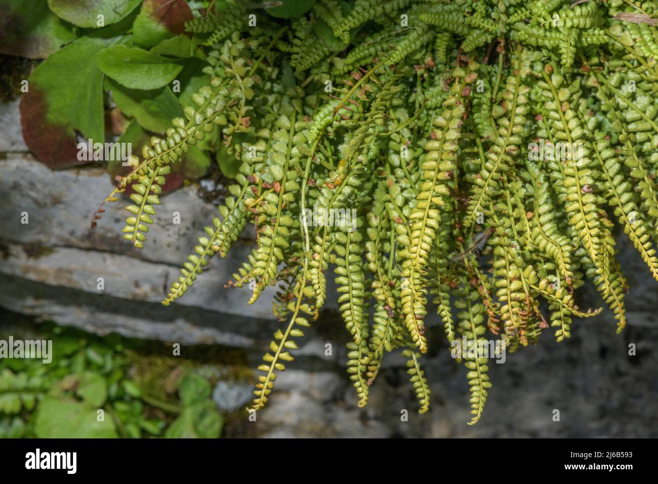 A fern, Green Spleenwort, Asplenium viride, on old limestone wall. Stock Photo