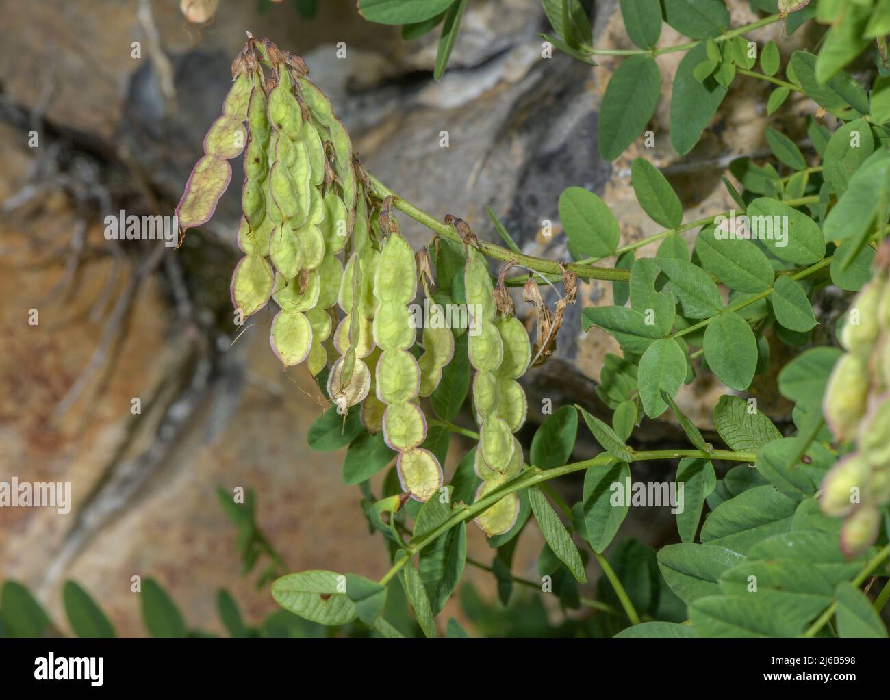 Ripe fruits of Alpine sainfoin, Hedysarum hedysaroides, Swiss Alps. Stock Photo