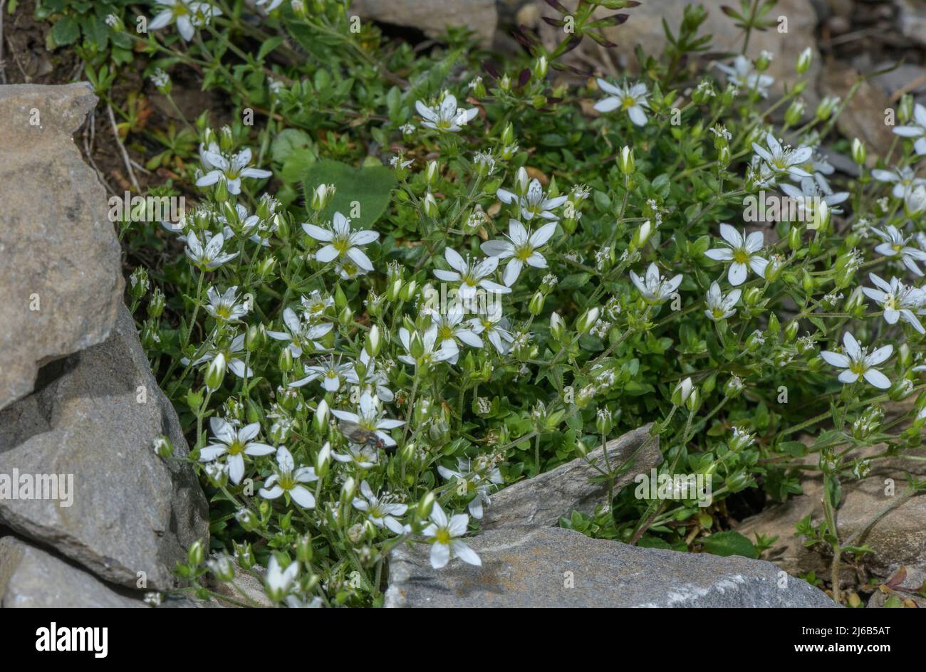 Fringed Sandwort, Arenaria ciliata, in flower, Swiss Alps. Stock Photo