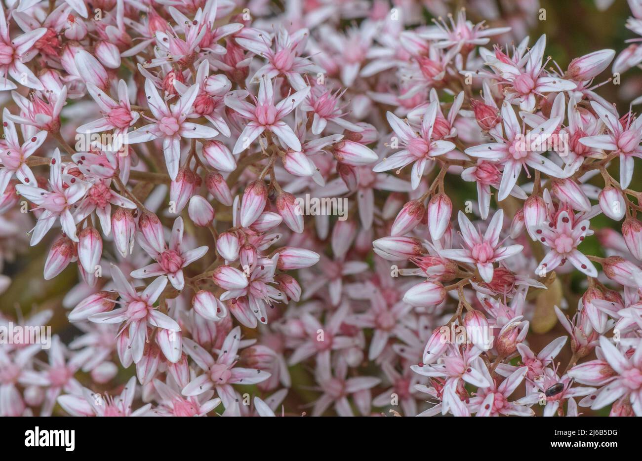 White Stonecrop, Sedum album, in flower. Stock Photo