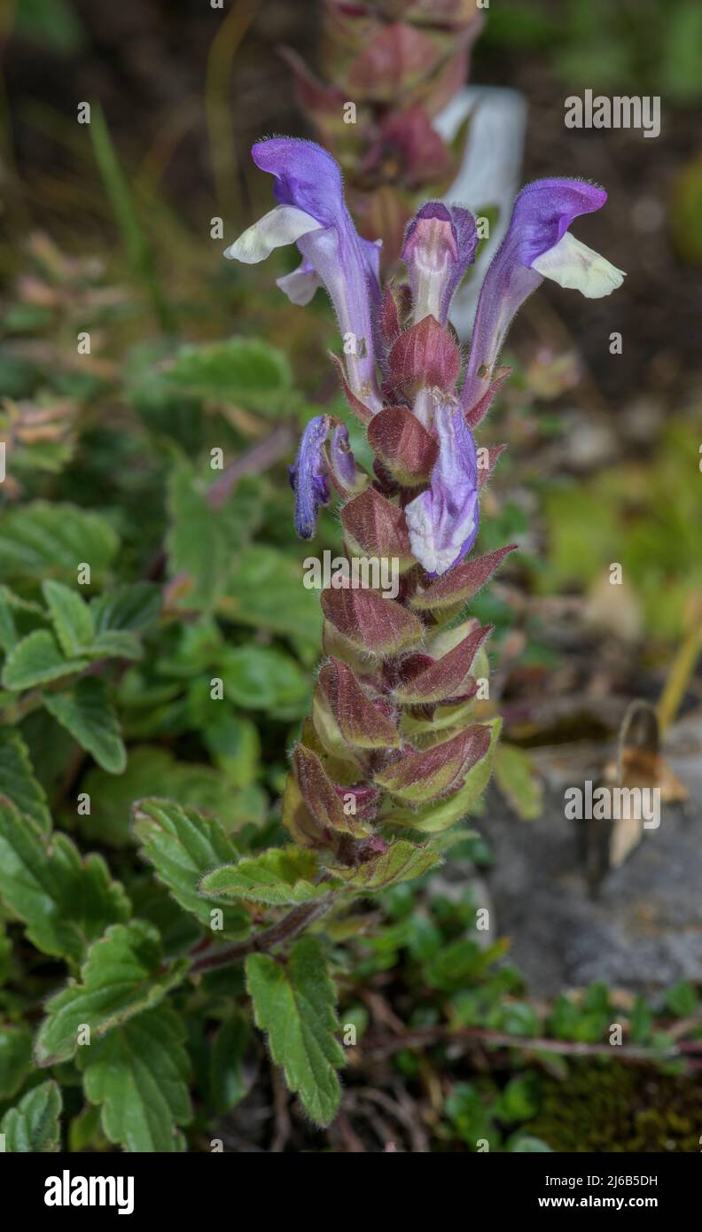 Alpine skullcap, Scutellaria alpina, in flower in the Swiss Alps. Stock Photo