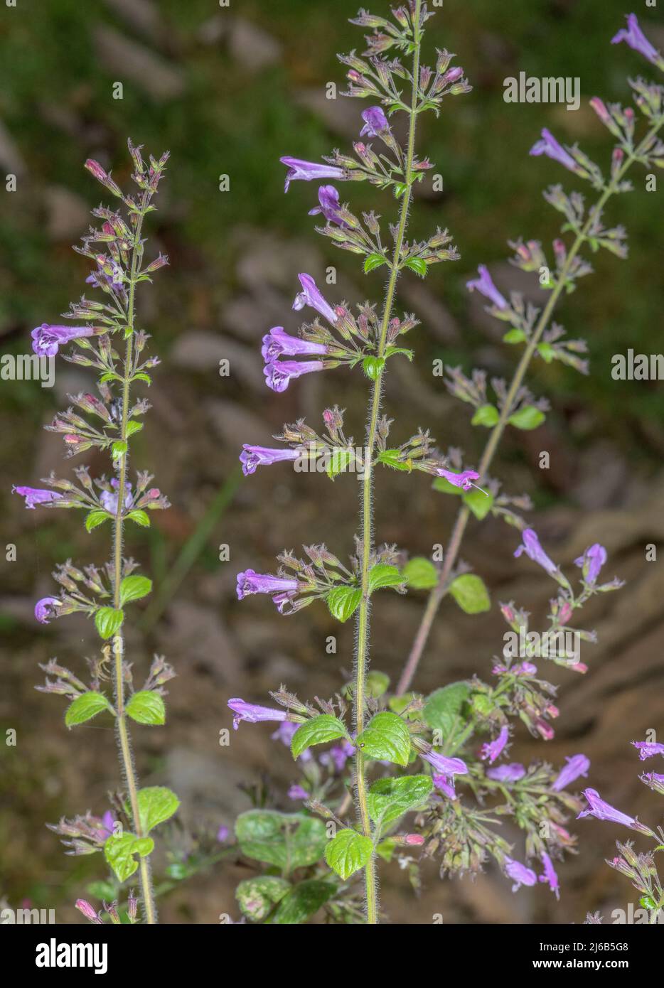 Wood Calamint, Clinopodium menthifolium in flower in woodland on limestone. Stock Photo