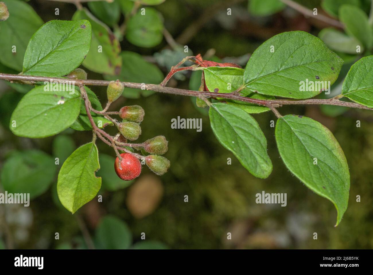 Cotoneaster tomentosus in fruit in autumn. Stock Photo