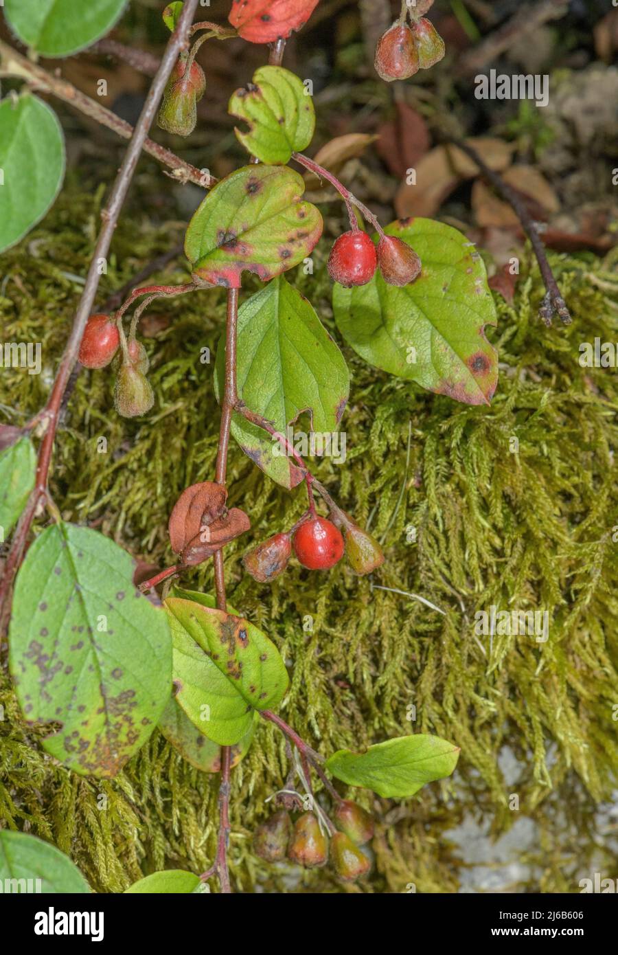 Cotoneaster tomentosus in fruit in autumn. Stock Photo