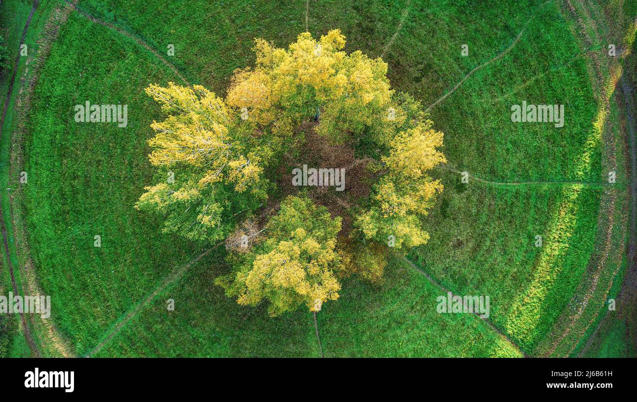 Round glade in the park with a birch circle on it. Top aerial view Stock Photo