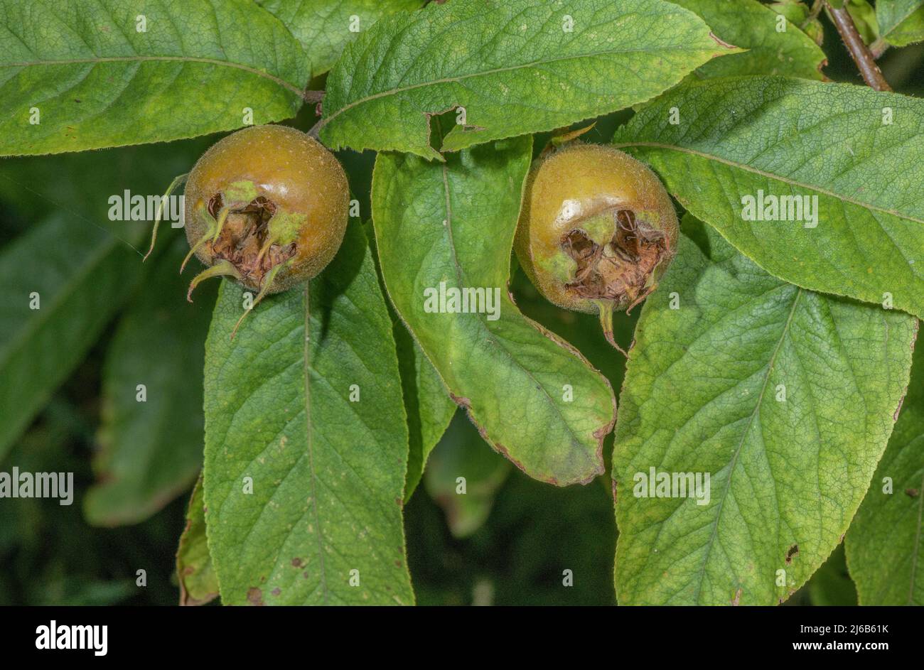 Medlar, Mespilus germanicus in fruit. Stock Photo