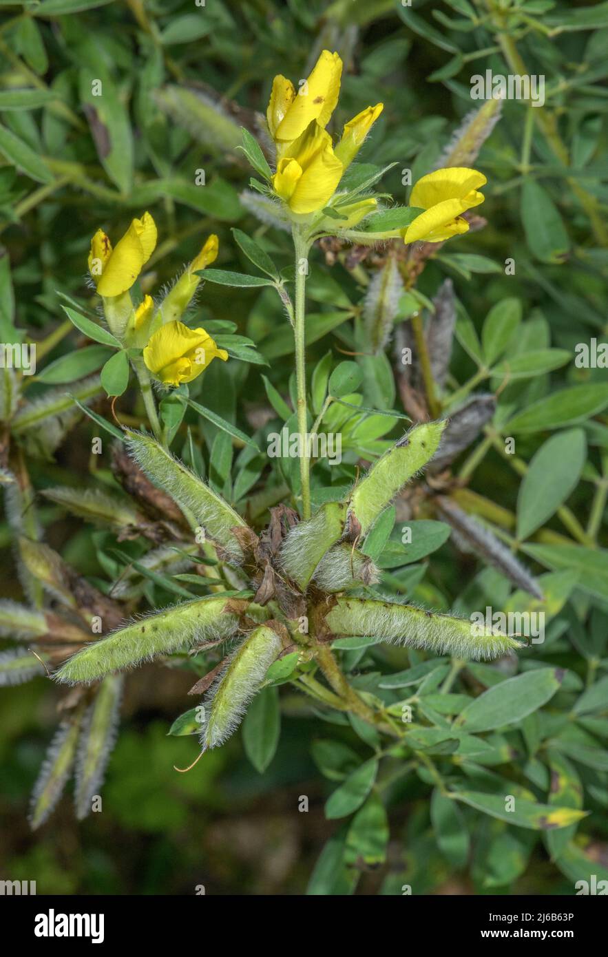Clustered broom, Cytisus hirsutus, in flower and fruit, Alps. Stock Photo