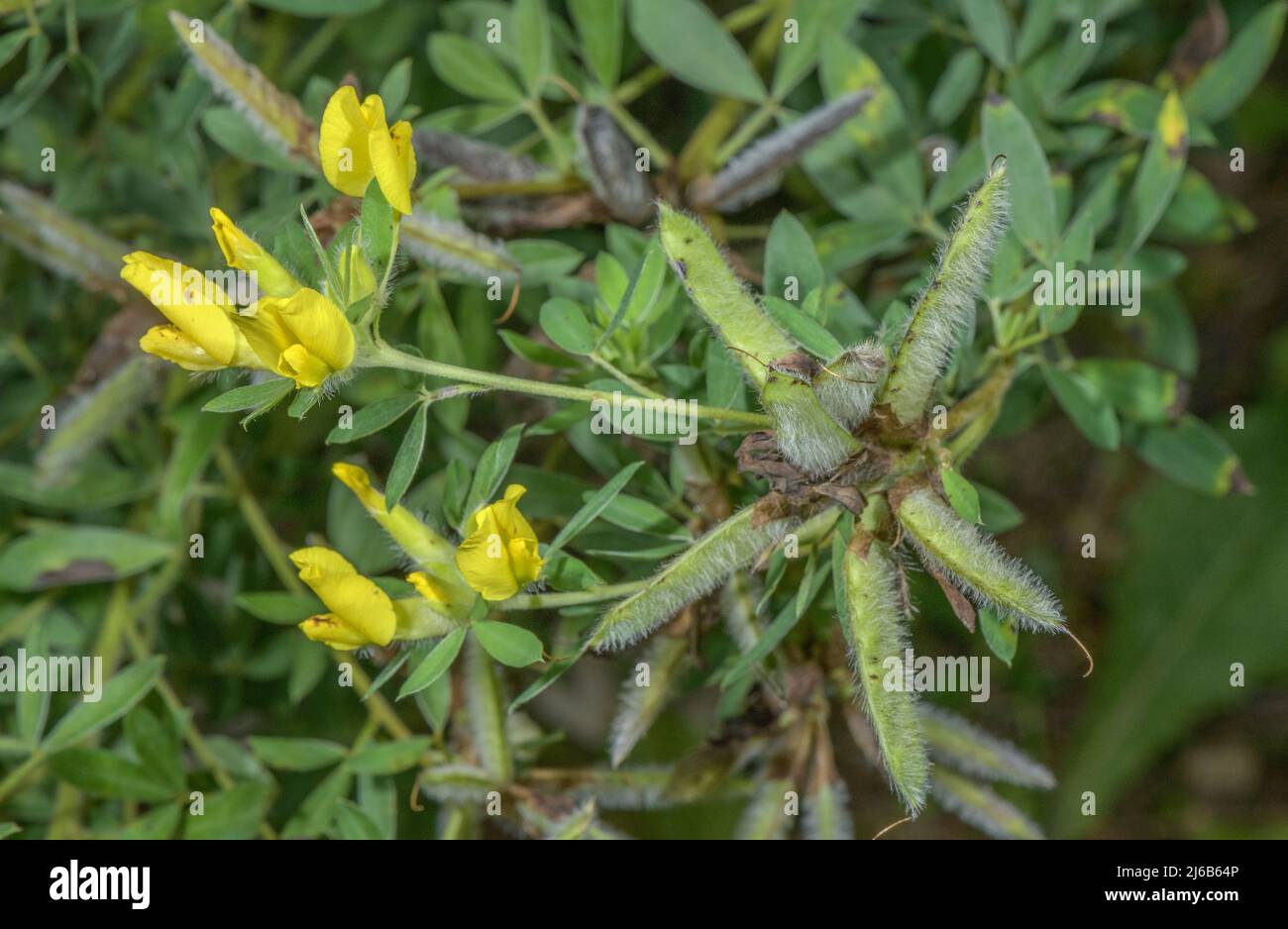 Clustered broom, Cytisus hirsutus, in flower and fruit, Alps. Stock Photo