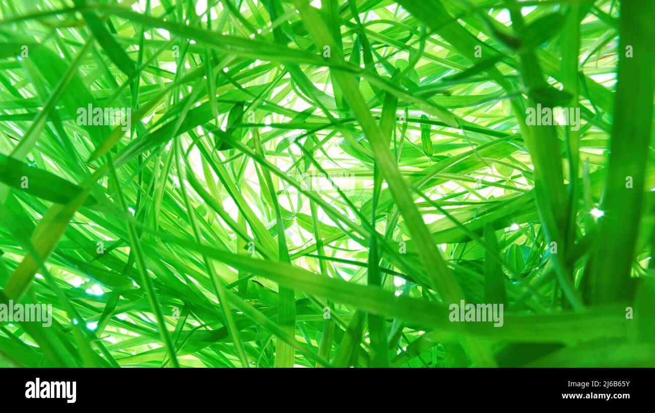 Tangled thick green grass on bright white background. Bottom up view, panoramic wide angle Stock Photo