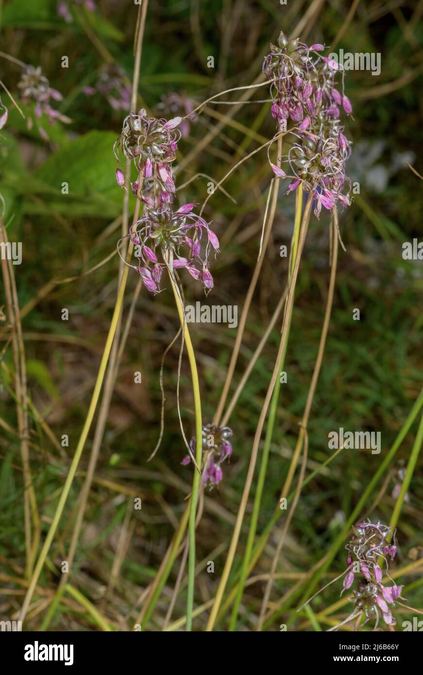 Keeled garlic, Allium carinatum subsp. pulchellum, in flower in the Alps. Stock Photo