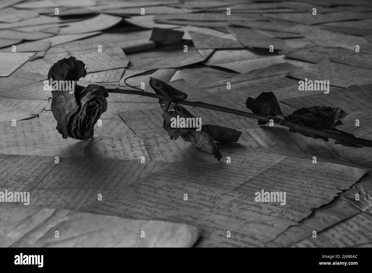 A withered rose lying on a pile of old letters artistic black and white image. Memories, family history, past and nostalgia theme Stock Photo