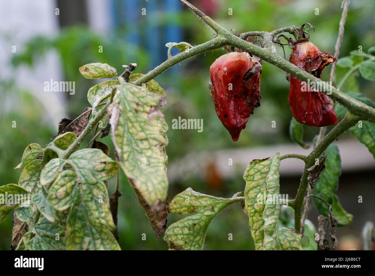 Fungal dangerous diseases of tomatoes, which affects representatives of nightshade especially potatoes. This disease is caused by pathogenic organisms position between fungi and protozoa gray spot Stock Photo