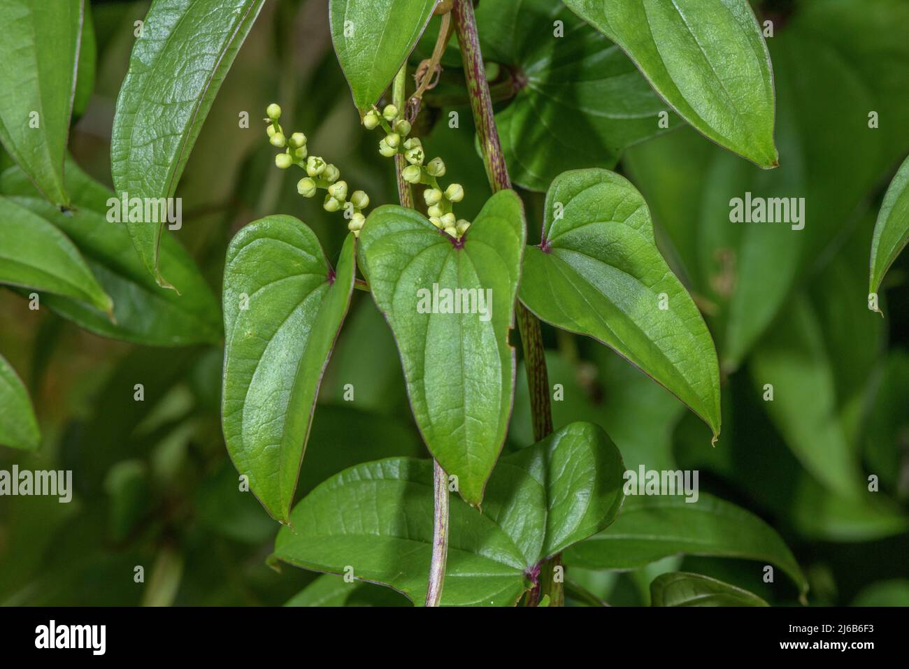 Chinese yam, Dioscorea batatas, in flower in cultivation. Stock Photo