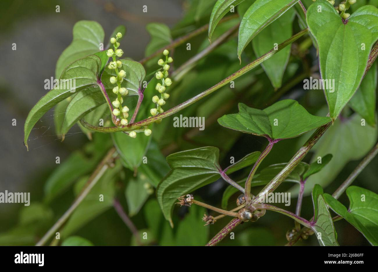 Chinese yam, Dioscorea batatas, in flower in cultivation. Stock Photo
