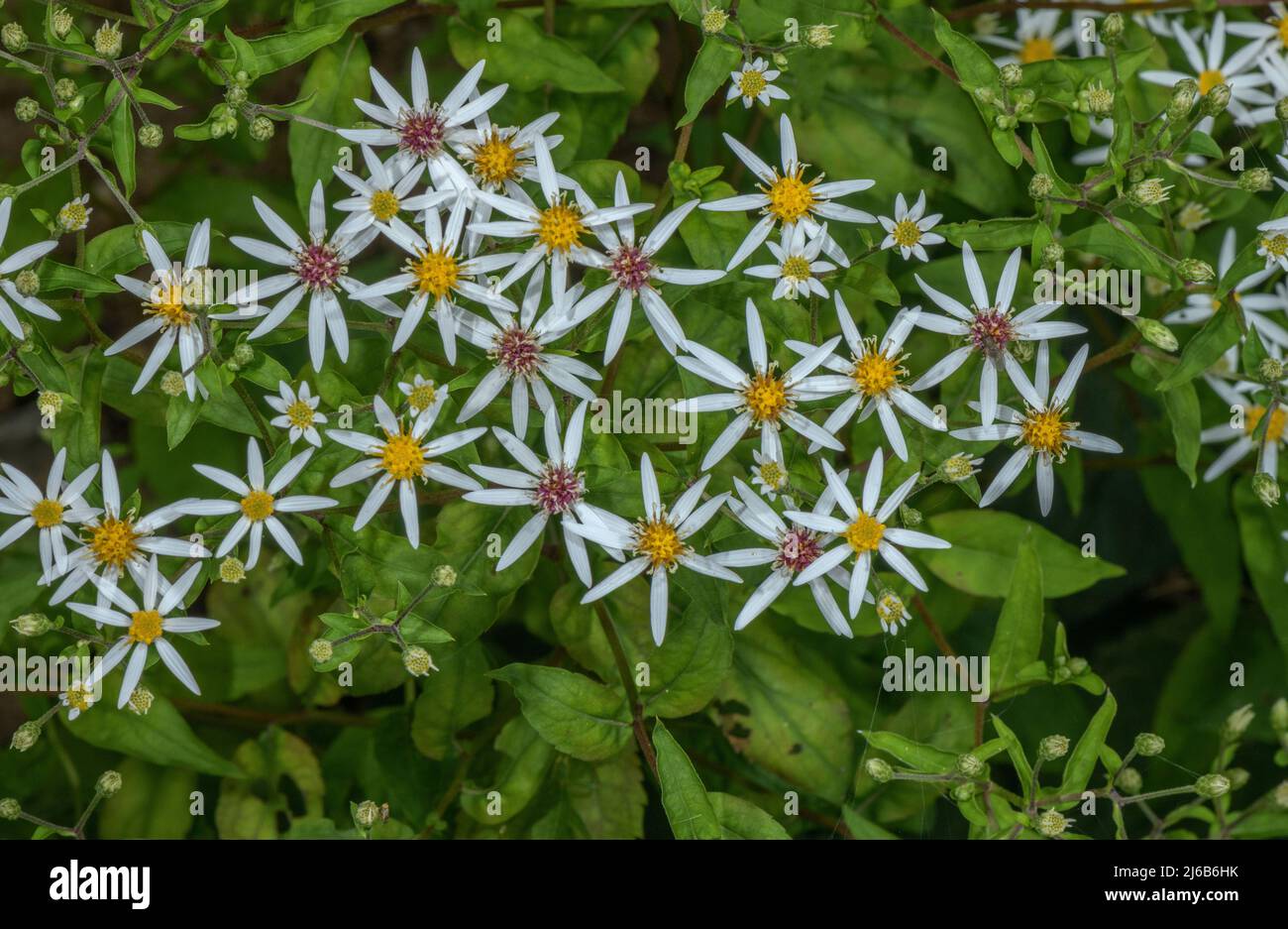 White wood aster, Eurybia divaricata, in flower in open woodland, USA. Stock Photo