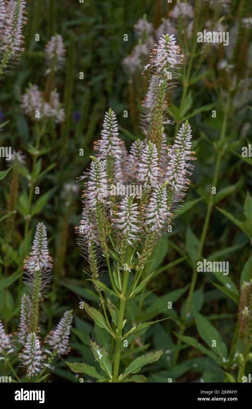 Culver's-root, Veronicastrum virginicum, in flower in eastern USA Stock Photo