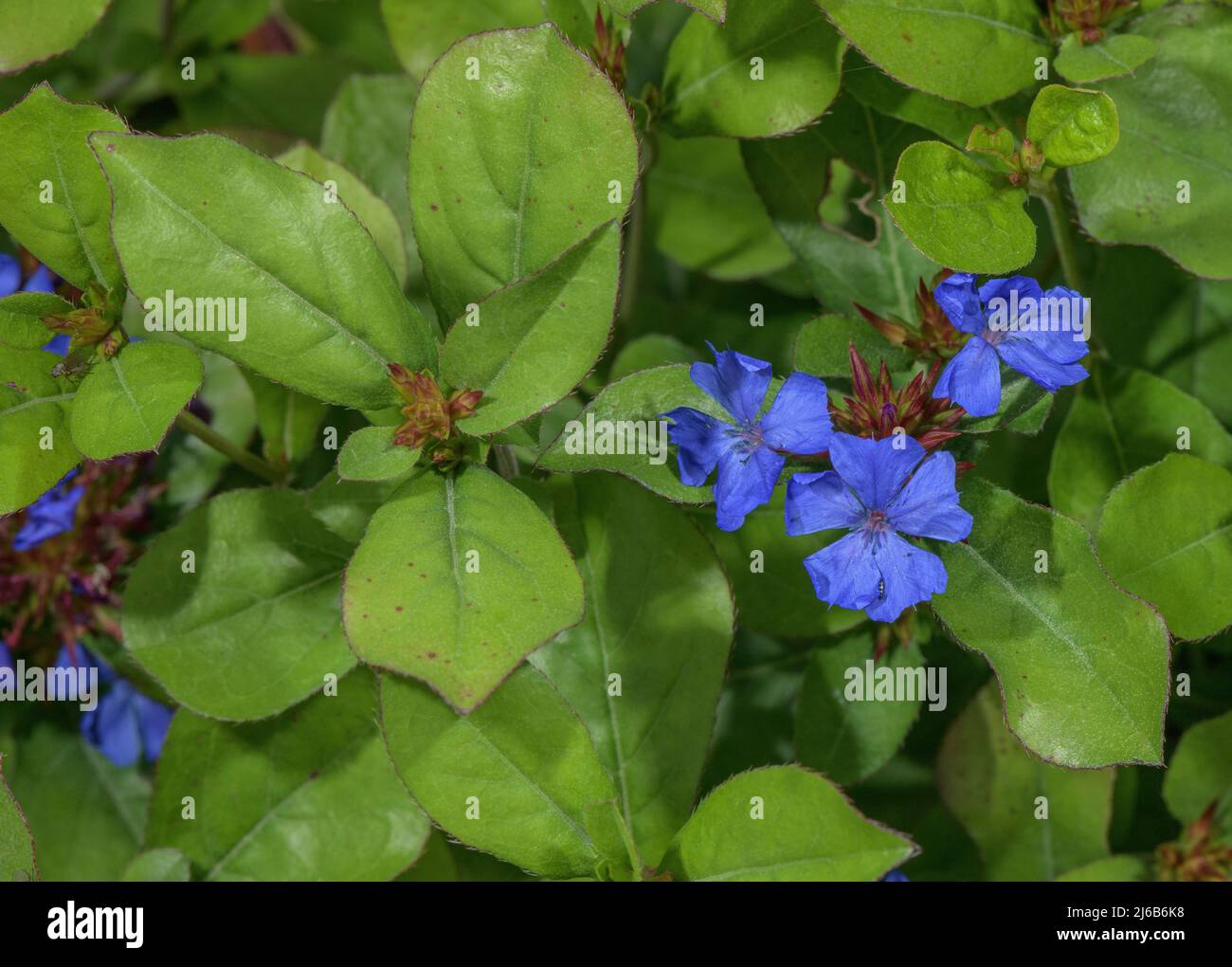 Hardy blue-flowered leadwort, Ceratostigma plumbaginoides, in flower in garden border. Stock Photo