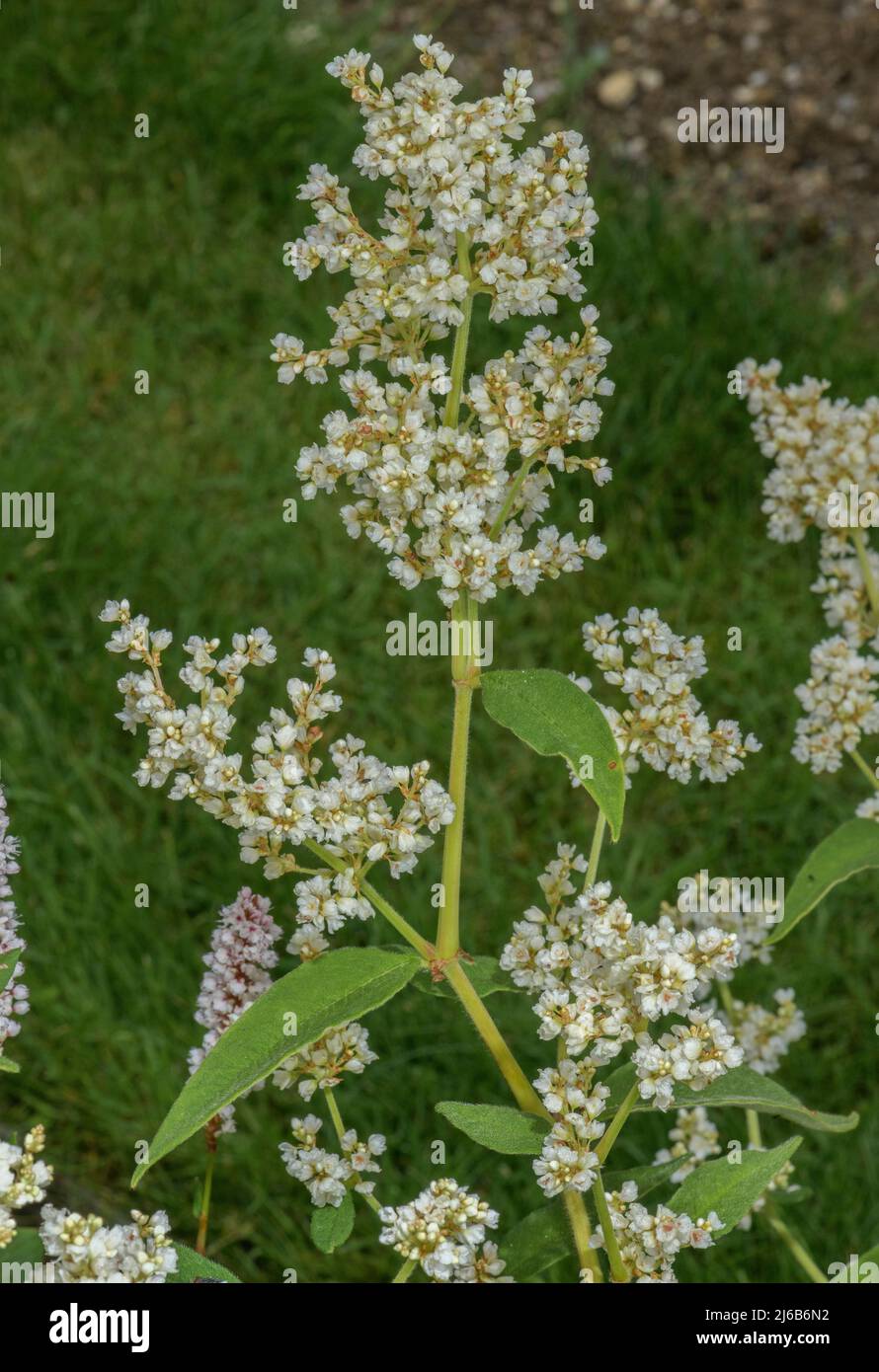 Weyrich's knotweed, Persicaria weyrichii in flower. Stock Photo