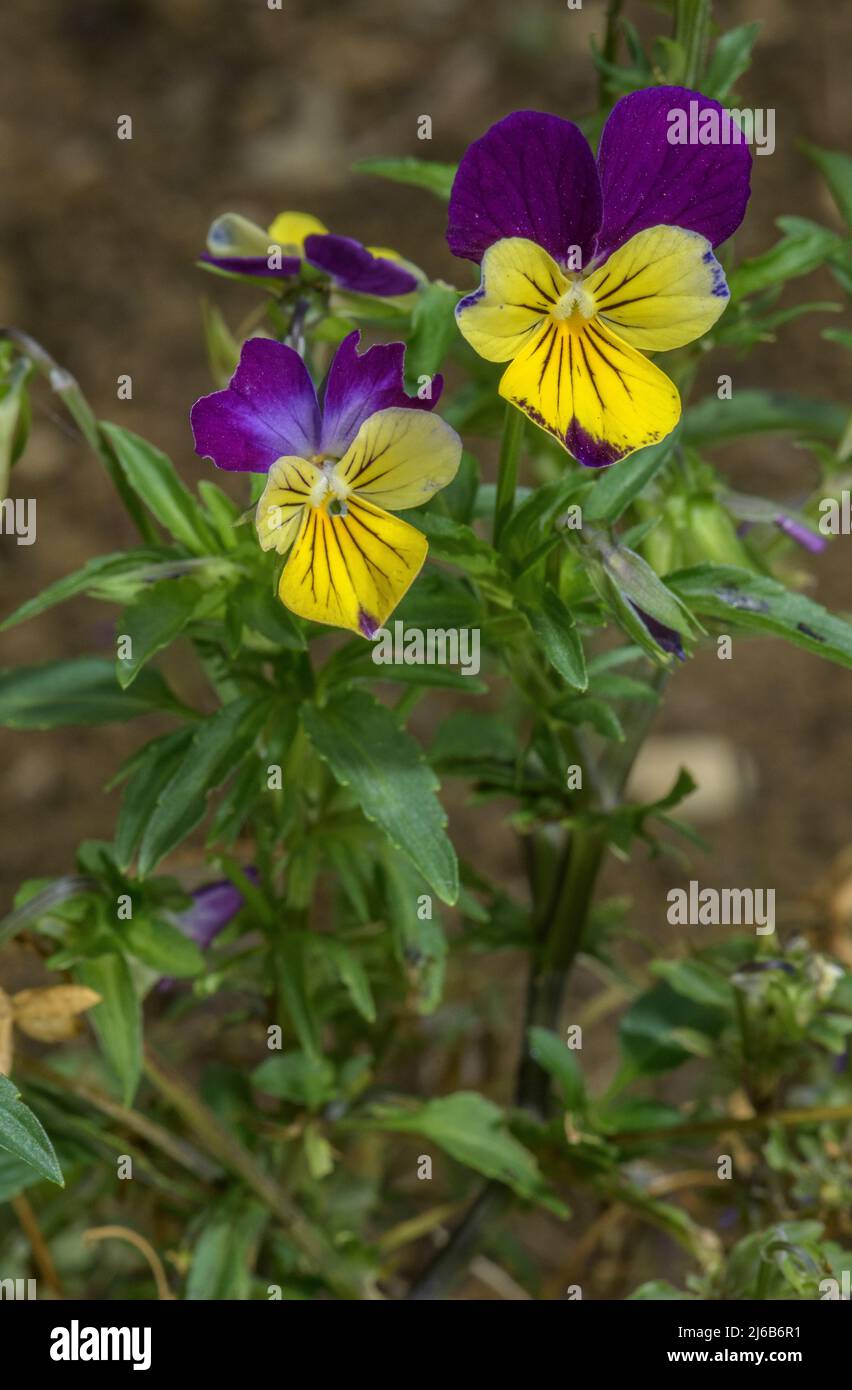 Wild Pansy, Viola tricolor, in flower in garden. Stock Photo