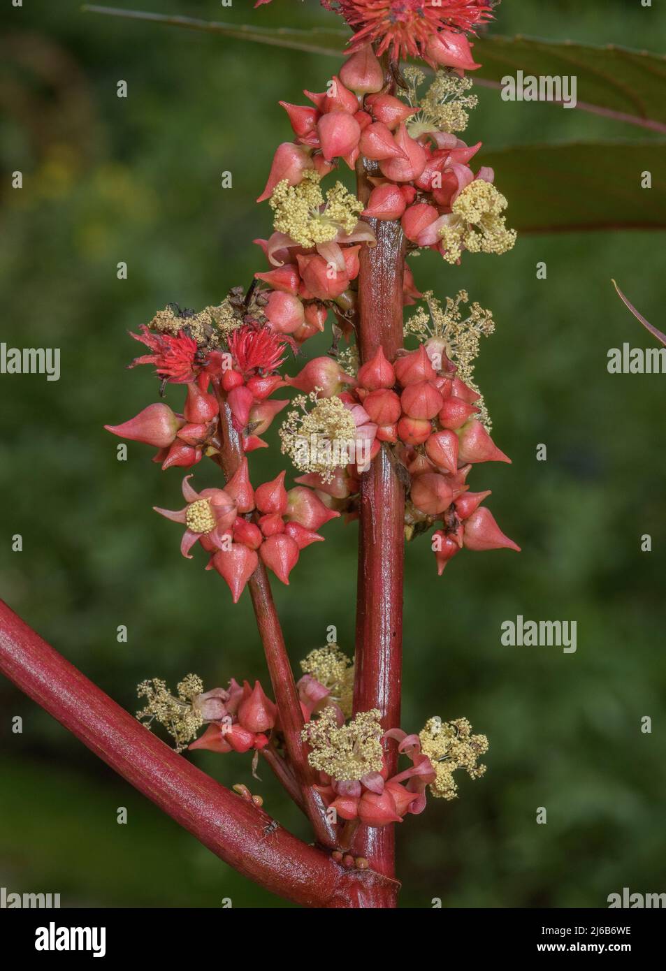 Castor oil plant, Ricinus communis, with male and female flowers. Stock Photo