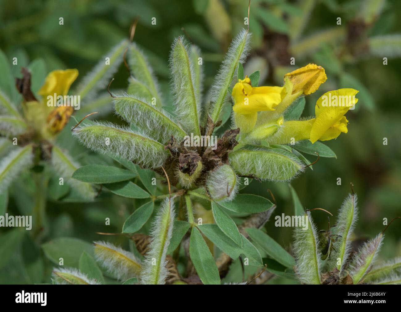 Hairy broom, Cytisus hirsutus, in flower and fruit. Alps. Stock Photo