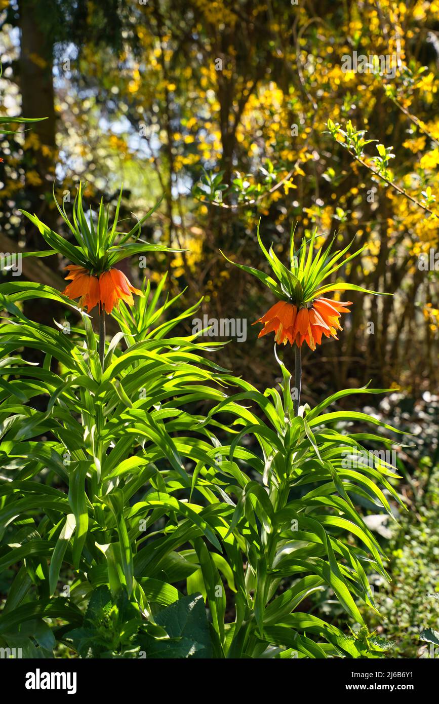 Bright spring flowers fritillary. Orange lilies or imperial crown close-up. Flowering plants Fritillaria imperialis in home garden. Gardening and grow Stock Photo