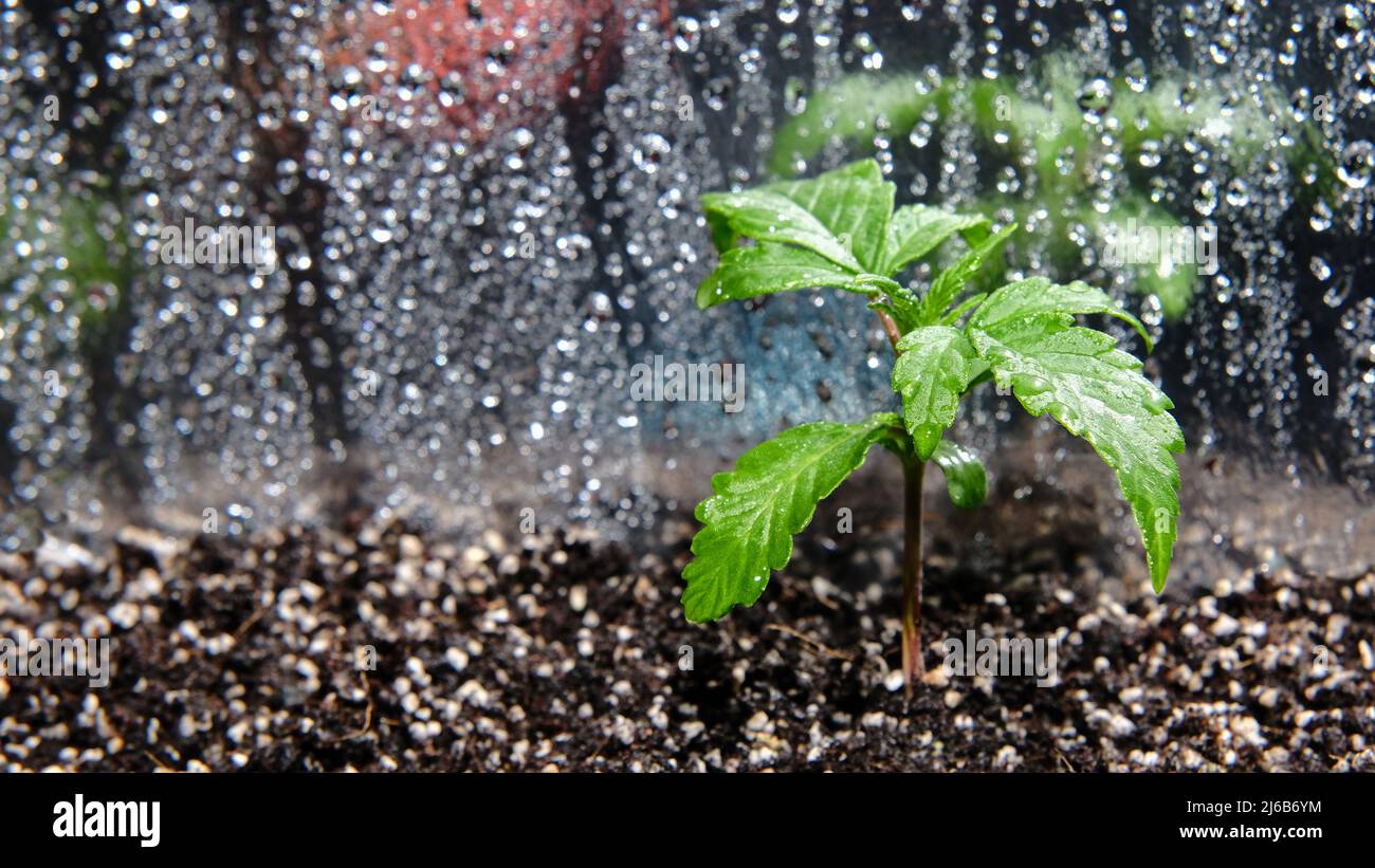 Cannabis seedling in a grow box, macro view. Small marijuana plant in a ...