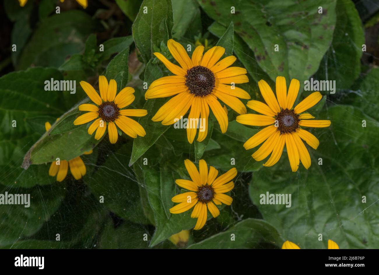 Orange coneflower, Rudbeckia fulgida, in flower in garden border. From USA. Stock Photo