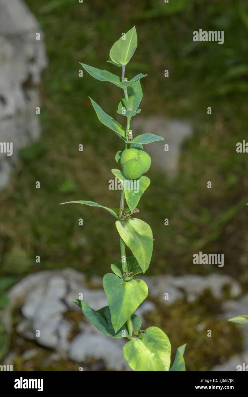 Caper spurge, Euphorbia lathyris in fruit in autumn. Stock Photo