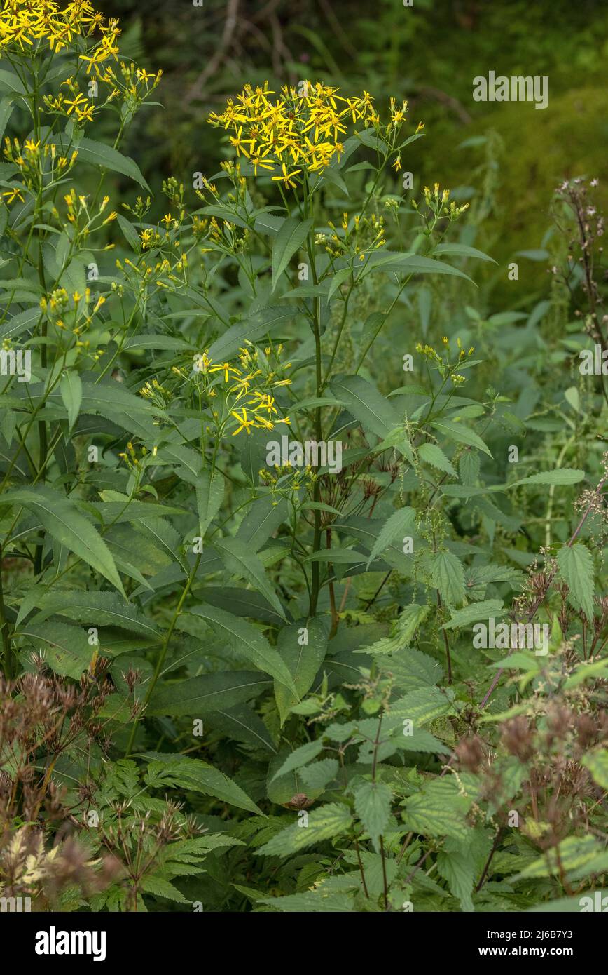 Wood ragwort, Senecio ovatus, in flower. Stock Photo