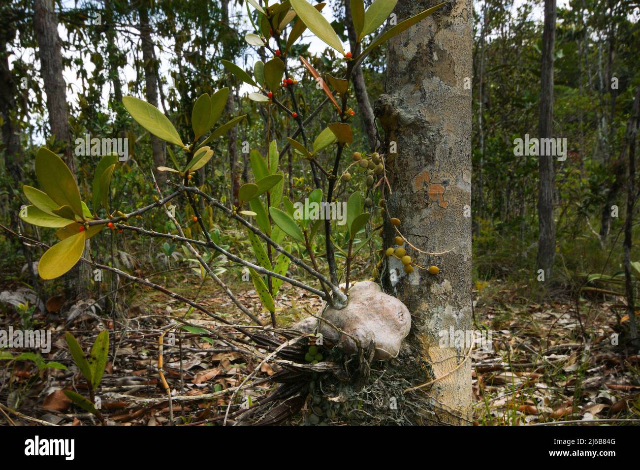 Ant plants, Hydnophytum formicarium and Dischidia nummularia, Bako National Park, Sarawak, Borneo Stock Photo