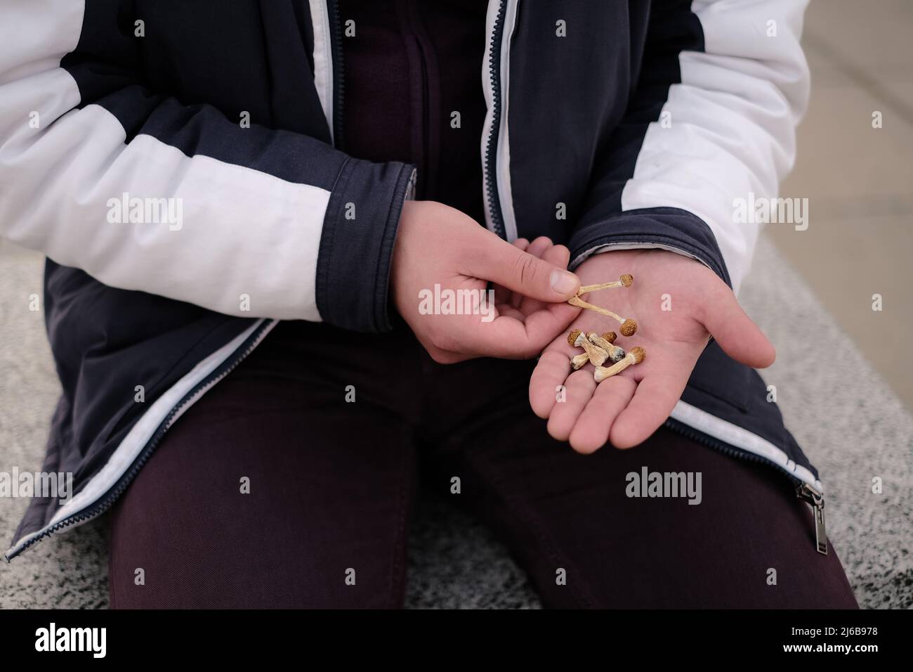 Psilocybin mushrooms in man's hands. Psychedelic magic trip. Dry edible mushrooms Golden Teacher. Micro dosing concept. Stock Photo