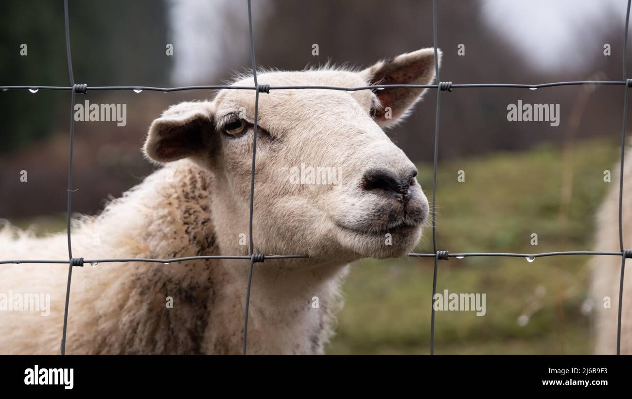 A close up of a Scottish female ewe sheep looking through a wire fence in winter Stock Photo