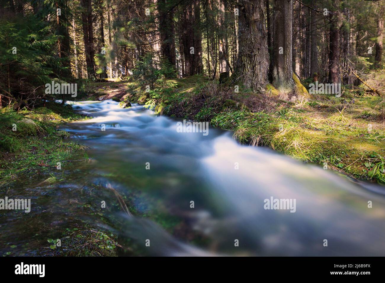 mountain stream flowing through the spruce forest in spring; the karst in Apuseni mountains allow the water to find new routes when the snow is meltin Stock Photo