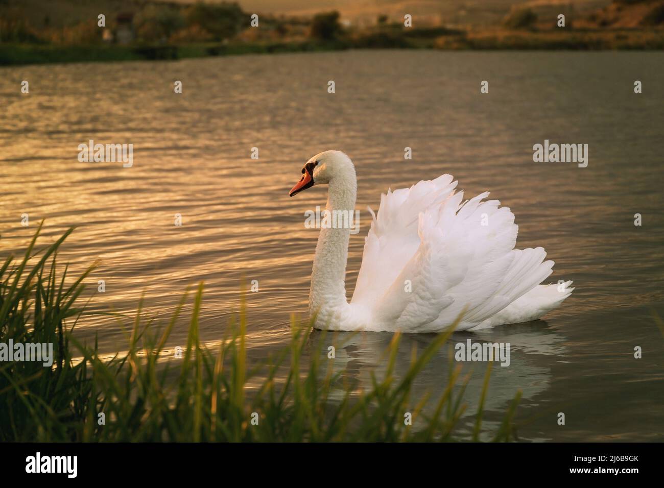 Mute swan on the lake surface at sunset (Cygnus olor) Stock Photo