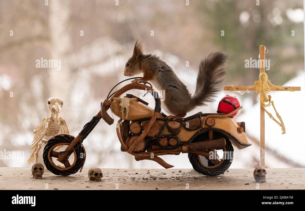 red squirrel is standing on a bike Stock Photo