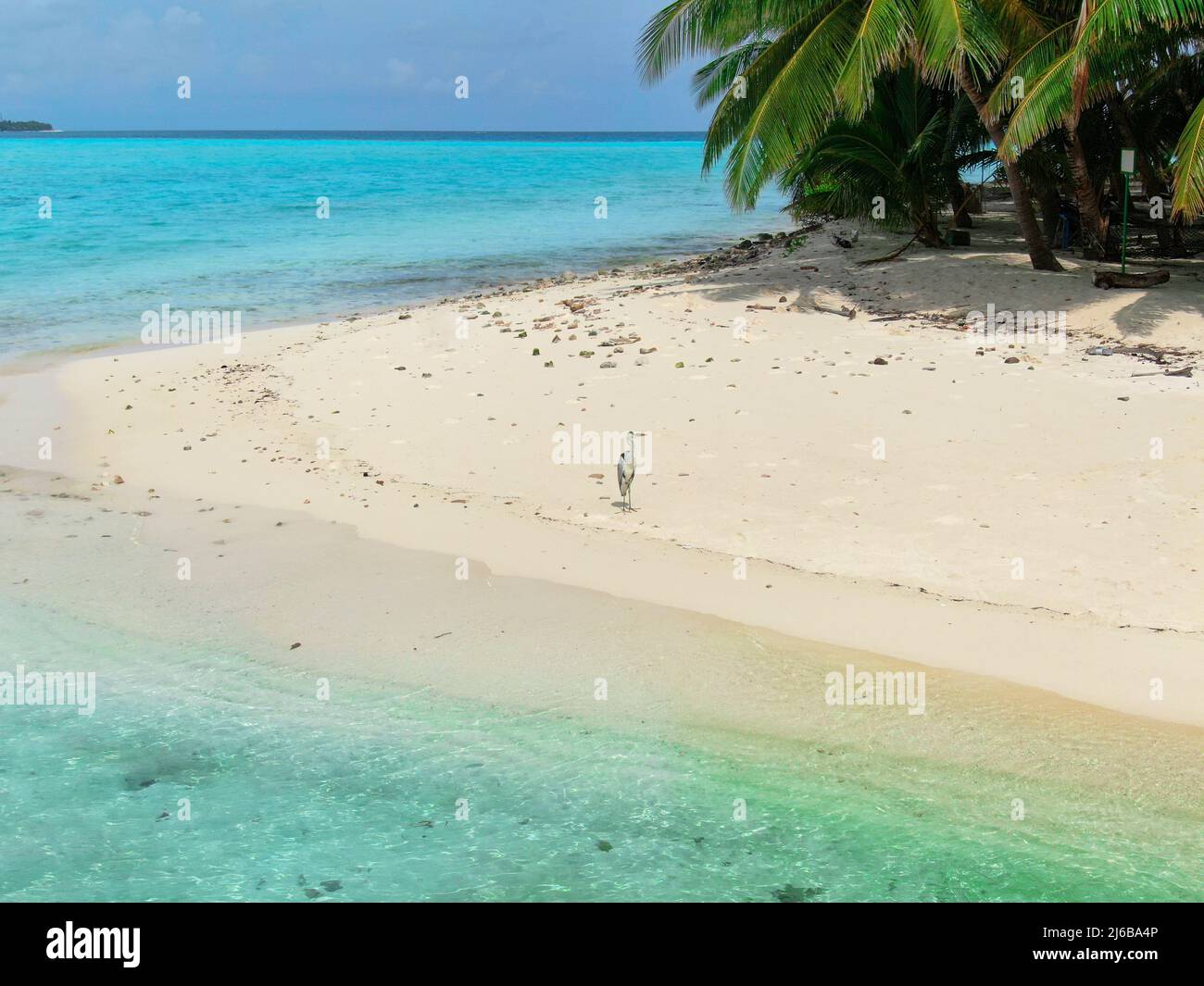 Blue Maldive islands seascape with geen foliage and bird Stock Photo