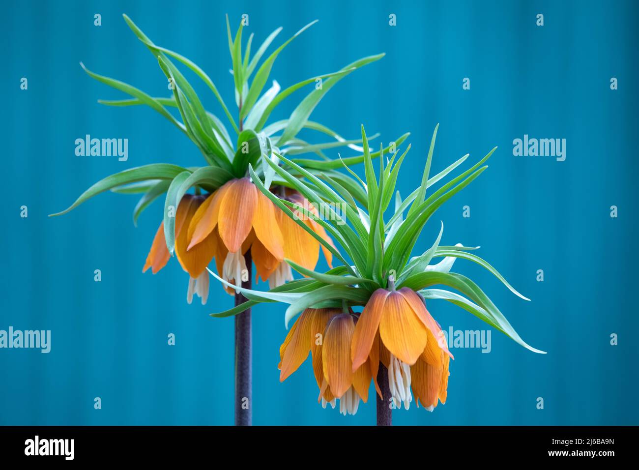 Fritillaria imperialis, crown imperial, fritillary or kaiser crown, is a species of flowering plant in the lily family. Fritillaria imperialis, close- Stock Photo