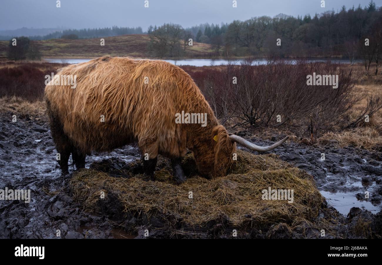 Scottish Highland Cow eating grass in a muddy field in winter at Mossdale Loch, Scotland Stock Photo